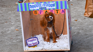 Illustration for article titled The Best Costumes From The Tompkins Square Dog Parade